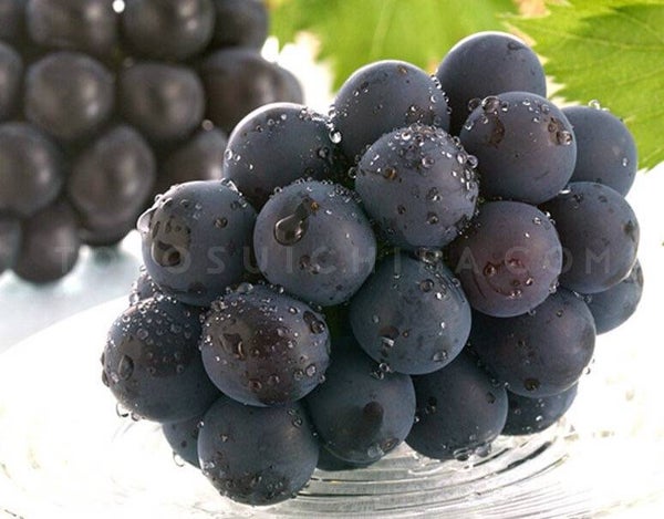 合計3房お土産付き!本場岡山・ぶどうもぎ食べ大作戦と初秋の大収穫祭【富田林・藤井寺発】3